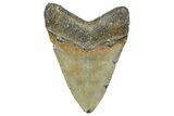 Fossil Megalodon Tooth - North Carolina #364990-1